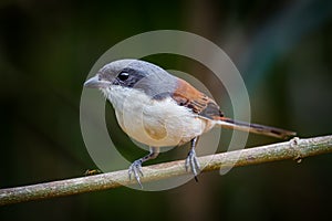 Burmese Shrike (Lanius collurioides)