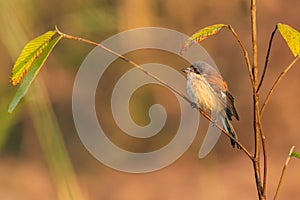 Burmese Shrike perching on a small tree branch looking into a distance