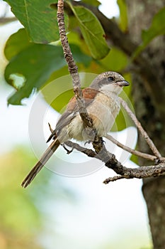 Burmese Shrike perching on a tree branch