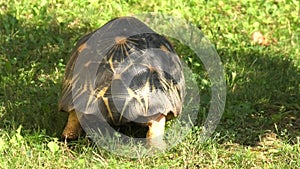 Burmese star tortoise