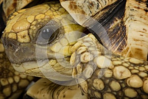 Burmese Star Tortoise