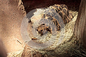 Burmese star tortoise Geochelone platynota