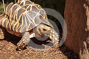 Burmese star tortoise Geochelone platynota