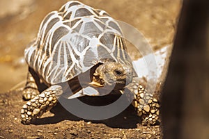 Burmese star tortoise Geochelone platynota