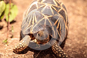 Burmese star tortoise Geochelone platynota