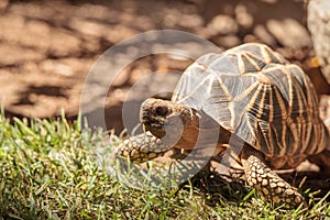 Burmese star tortoise Geochelone platynota