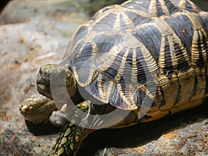 Burmese star tortoise Geochelone platynota