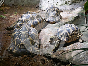 Burmese star tortoise Geochelone platynota