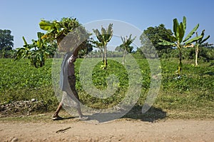 Burmese woman carrying basket with banana leaves and grass on her head is walking on rural road along green fields in Inwa