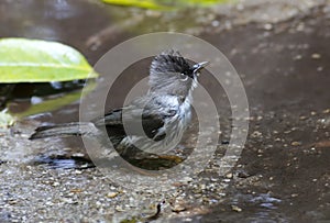 Burmese Yuhina Yuhina humilis