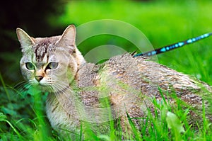 Burmilla cat on a leash