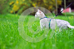 Burmilla cat on a leash