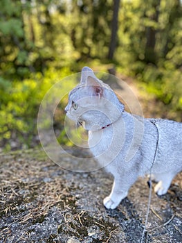 Burmilla cat in a forest