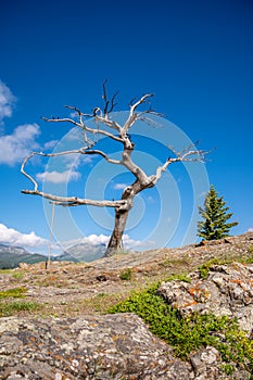 Burmis tree in Crowsnest Pass, Alberta
