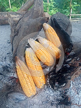 burn corn simply by lining up the logs that have become coals