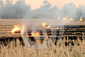 Burn dry straw in the field on the side of the road in Thailand