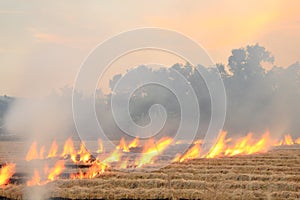 Burn dry straw in the field on the side of the road in Thailand