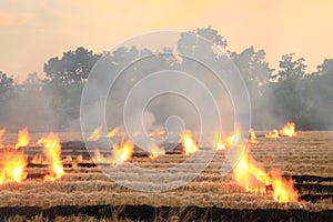 Burn dry straw in the field on the side of the road in Thailand