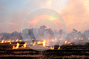 Burn dry straw in the field on the side of the road in Thailand