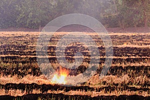 Burn dry straw in the field on the side of the road in Thailand