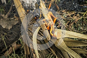 burn fire green and dry coconut tree leaf in garden, Closeup