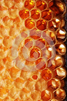 Burn honeycomb