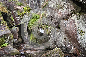 Burn O` Vat at the Muir of Dinnet in Scotland.