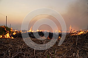 Burn rice stubble with flames