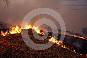 Burn rice stubble with flames