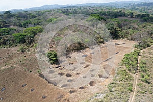 Burn trees and dry grass