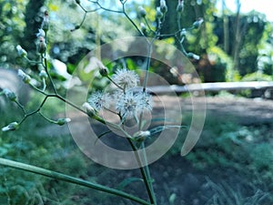 Burn weed erichitites hiera cifolia