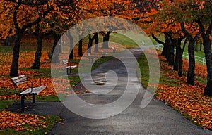 Burnaby Mountain fall colours