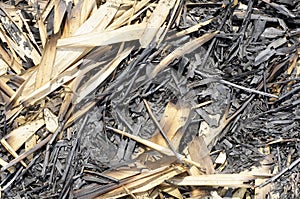 Burned bamboo leaves and stems