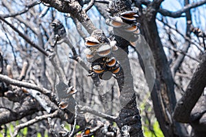 Burned banksia cones after forest fires in Australia. photo