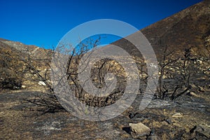 Burned Bushes in California Hills