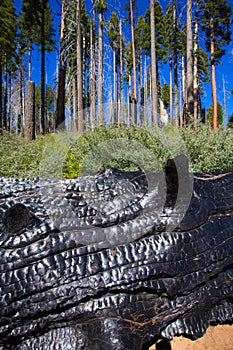 Burned charred redwood trunk in Yosemite