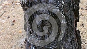 Burned and charred tree trunk close up view. A fire in forest damaged a pine tree.