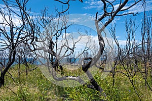 Burned coastal vegetation in Australia after bush fires.