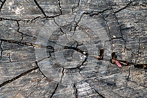 Burned and cut tree trunk patterns on surface with coal black color and cracks for background photo