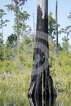 Burned cypress tree stump in the Okefenokee National Wildlife Refuge, Georgia