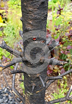 Burned and dark tree branch after a fire