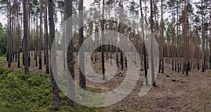 Burned Down Forest . Aftermath of Fire in Burned Out Forest