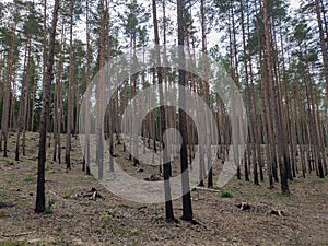Burned Down Forest . Aftermath of Fire in Burned Out Forest