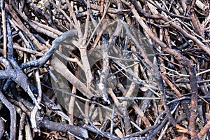 Burned dried tree branch background texture. Fire burned tree branch background
