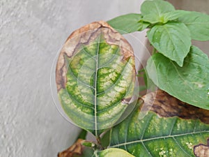 Burned or dry leaves of Jack Fruit Plant grow in a pot of the home terrace garden