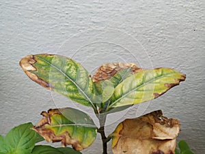 Burned or dry leaves of Jack Fruit Plant grow in a pot of the home terrace garden