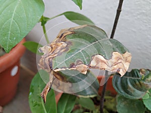 Burned or dry leaves of Jack Fruit Plant grow in a pot of the home terrace garden