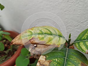 Burned or dry leaves of Jack Fruit Plant grow in a pot of the home terrace garden