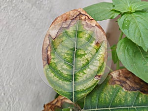 Burned or dry leaves of Jack Fruit Plant grow in a pot of the home terrace garden