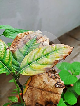 Burned or dry leaves of Jack Fruit Plant grow in a pot of the home terrace garden